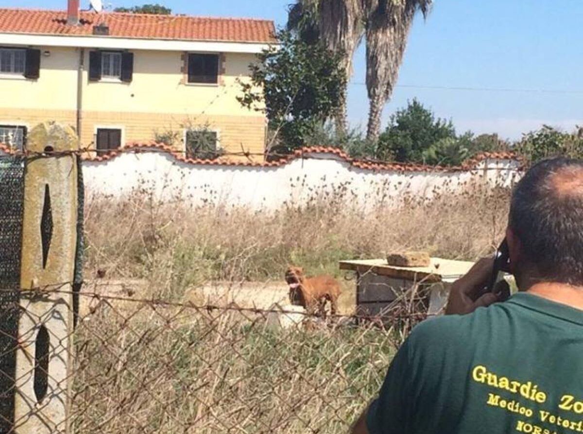 Cane ad Ardea lasciato sotto il sole