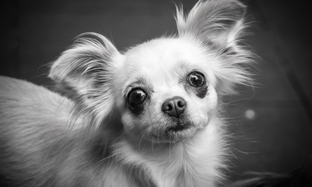 Le uccide il cane, la sequestra, tenta di violentarla e di ucciderla: condannato a 8 anni Le uccide il cane, la sequestra, tenta di violentarla e di ucciderla: condannato a 8 anni