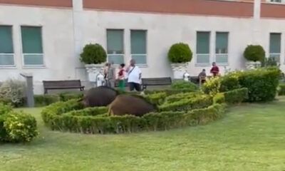Screen dal video che riprende i cinghiali all'ospedale san pietro di roma