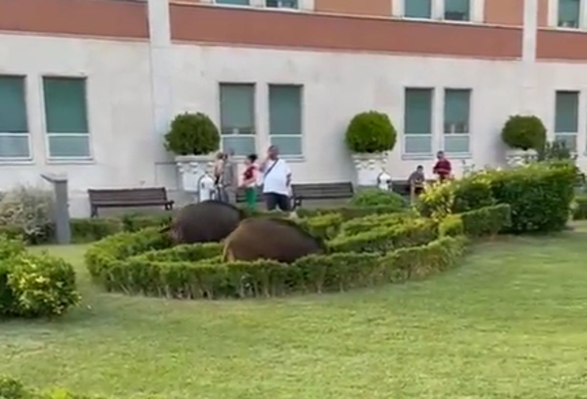 Screen dal video che riprende i cinghiali all'ospedale san pietro di roma
