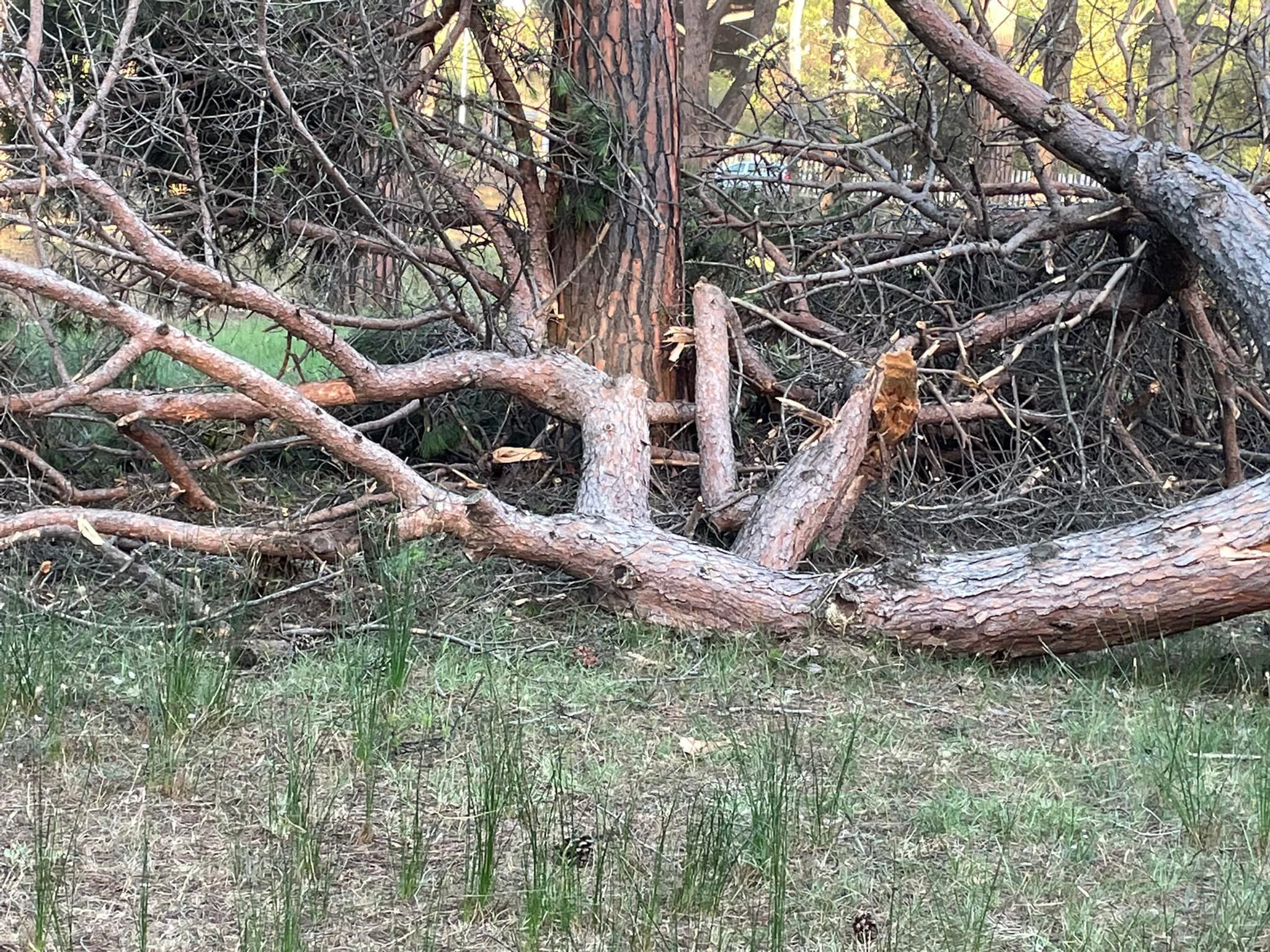 Albero crollato Ostia