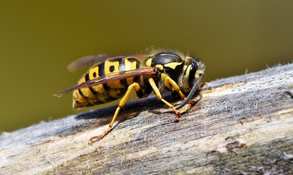 Vaccino contro le vespe