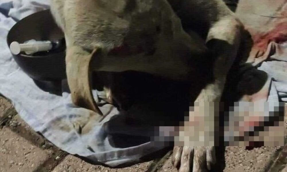 Labrador trovato in strada a Tor Sapienza