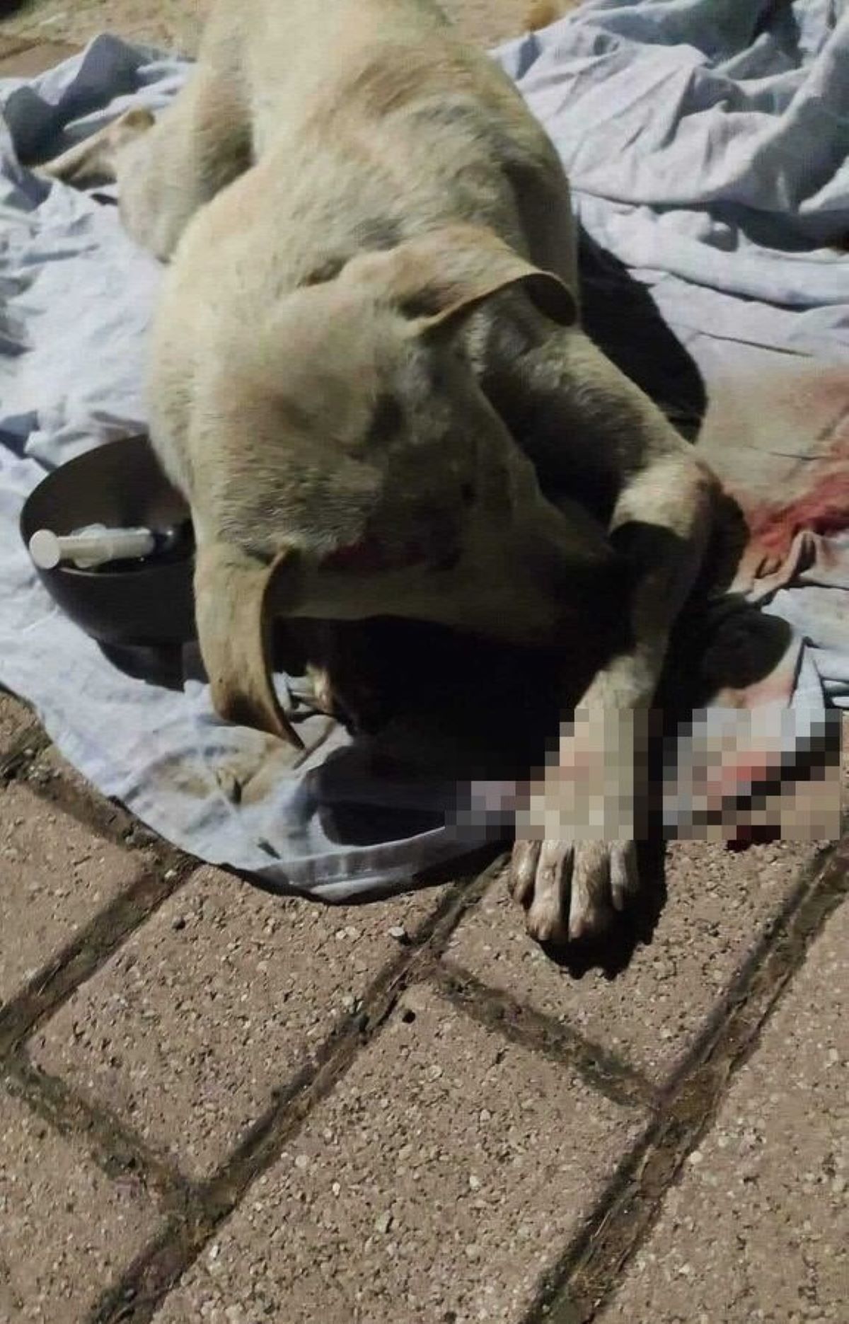 Labrador trovato in strada a Tor Sapienza
