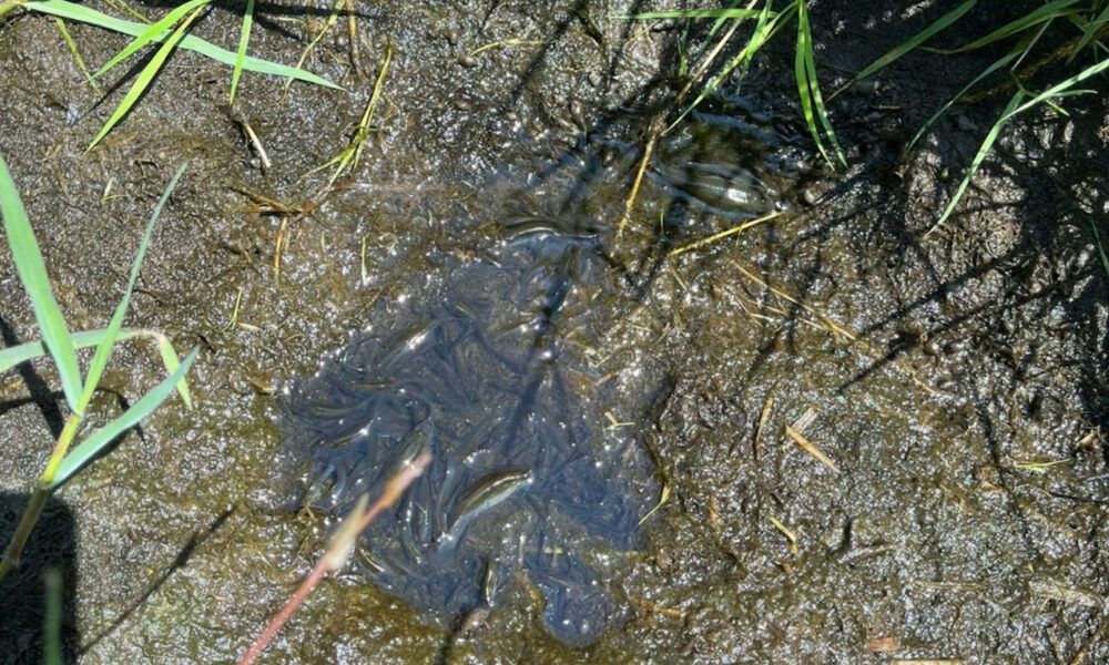 Allarme siccità a Roma: laghetti prosciugati