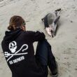 delfino morto, foto presa da fb profilo Sea Shepherd France