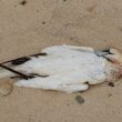 sula morta, foto presa da fb profilo Sea Shepherd France
