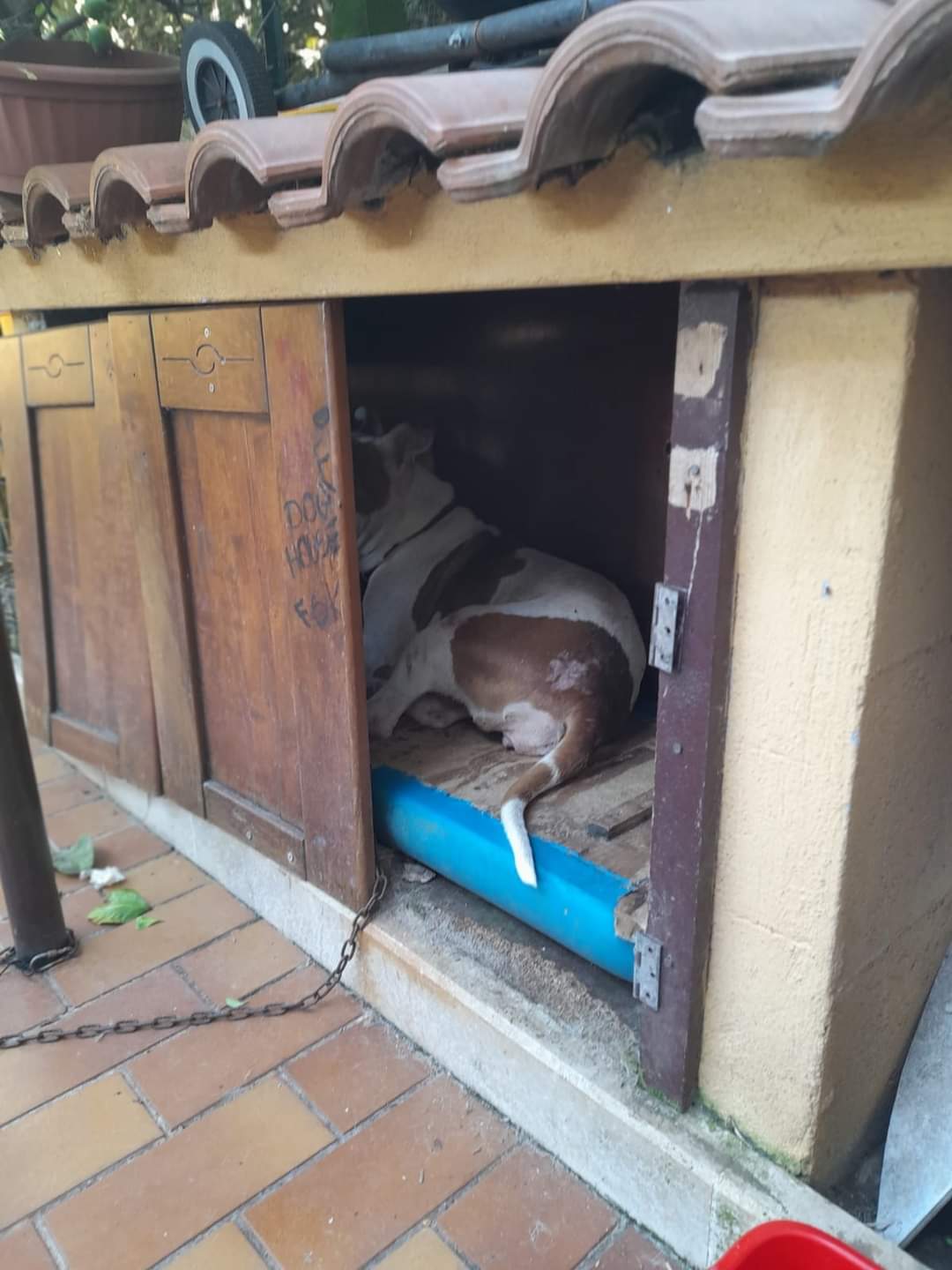 Cane ritrovato nell'allevamento