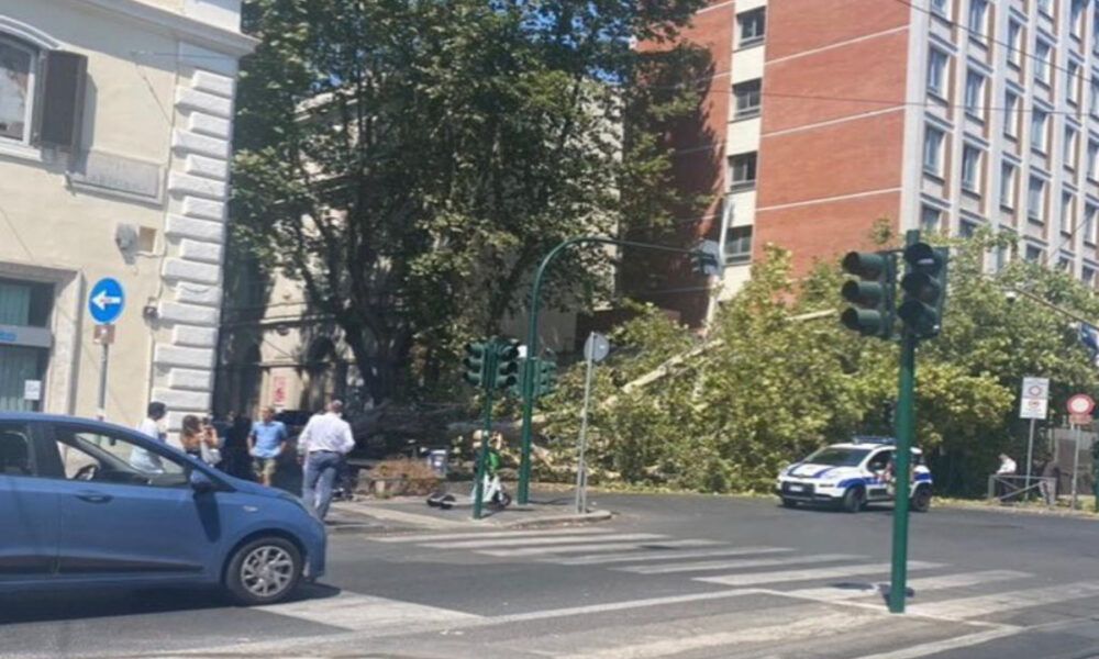 Traffico in tilt in via Merulana: “È caduto un grosso albero, abbiamo avuto paura”(FOTO)