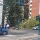 Albero caduto Via Merulana