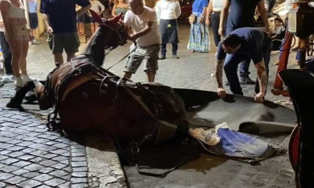 Cavallo 'crolla' a Fontana di Trevi: "Non ce la fa con tutto questo caldo"