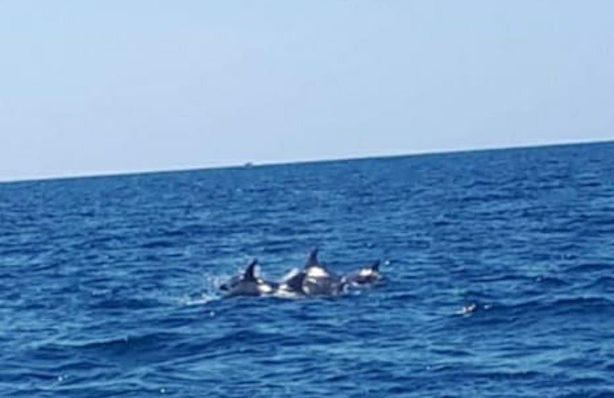 delfini a Torvaianica