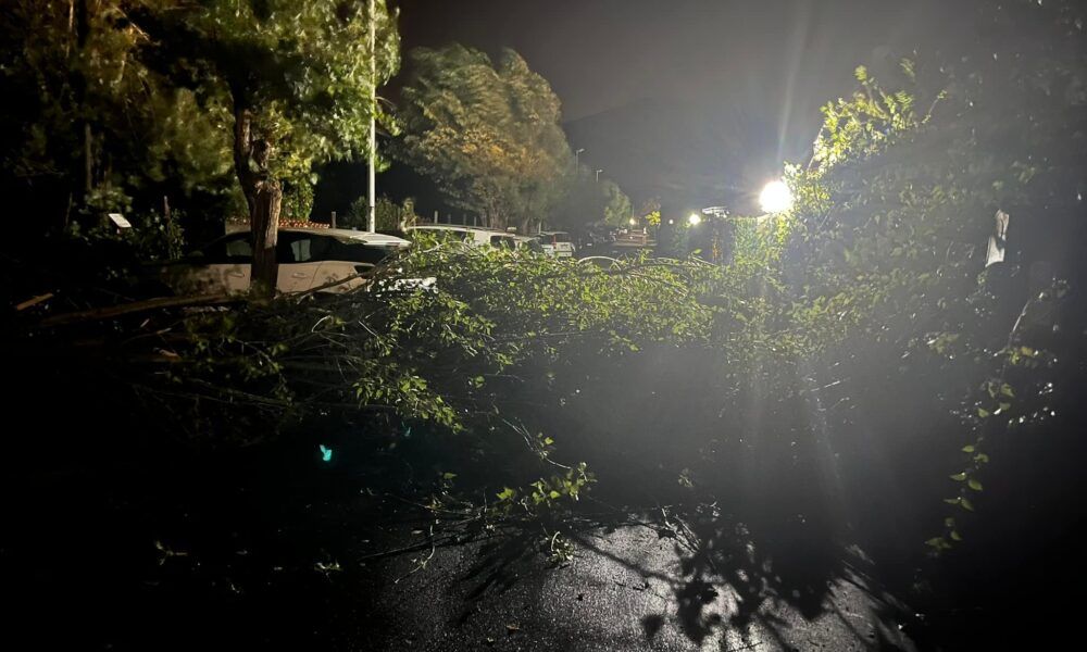 Maltempo latina e roma albero caduto a terra