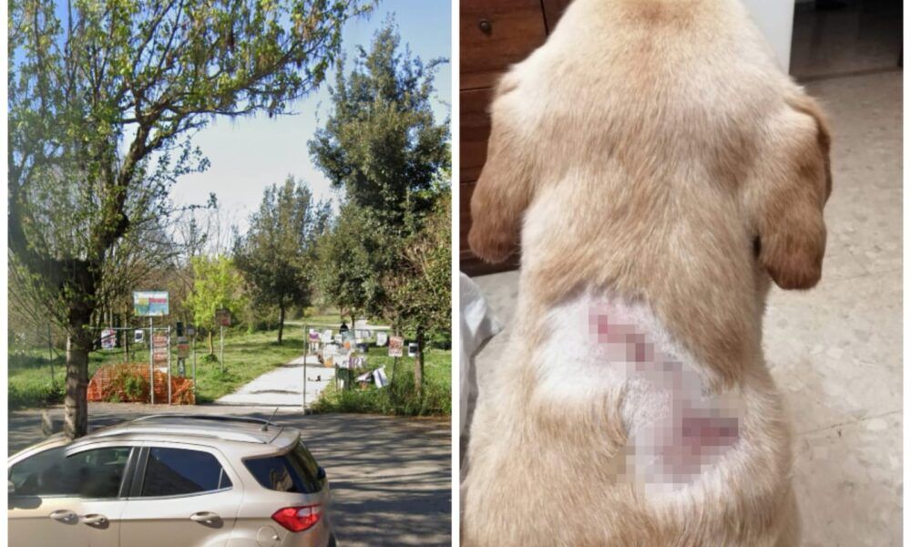 cane aggredito nel parco