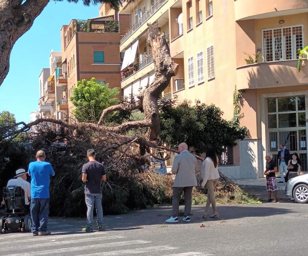 albero caduto strada ostia