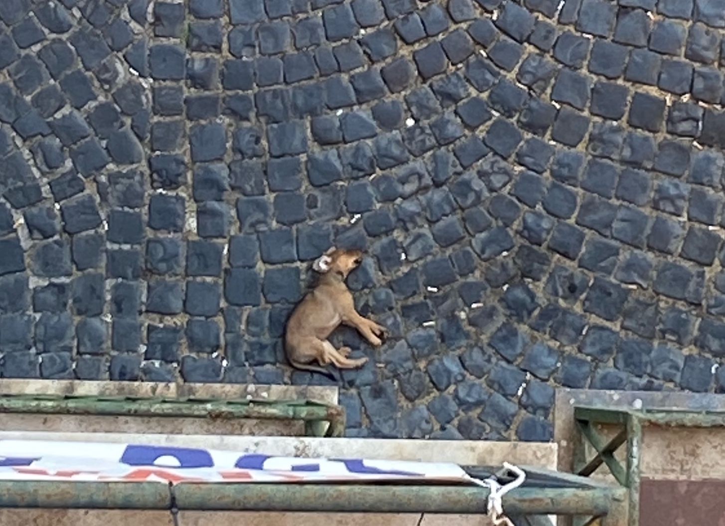 cagnolino morto Velletri