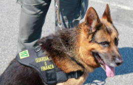 Cane anti droga a Formia