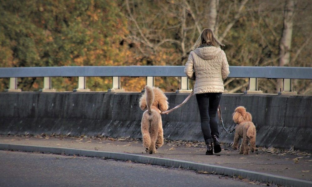 Cane al guinzaglio prima