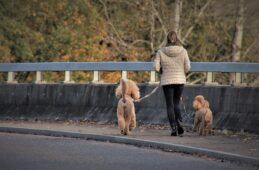 Cane al guinzaglio prima