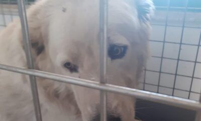 canile Muratella cane maremmano