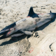 delfino morto, foto presa da fb profilo Sea Shepherd France