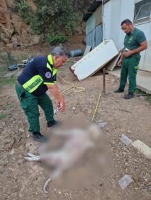 Cane morto a Pomezia