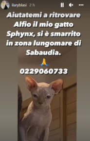Il gatto di Ilary Blasi scomparso da Sabaudia