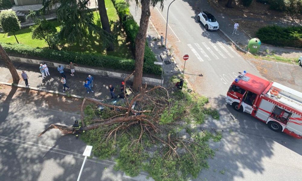 Albero crollato su un'auto in Viale Africa