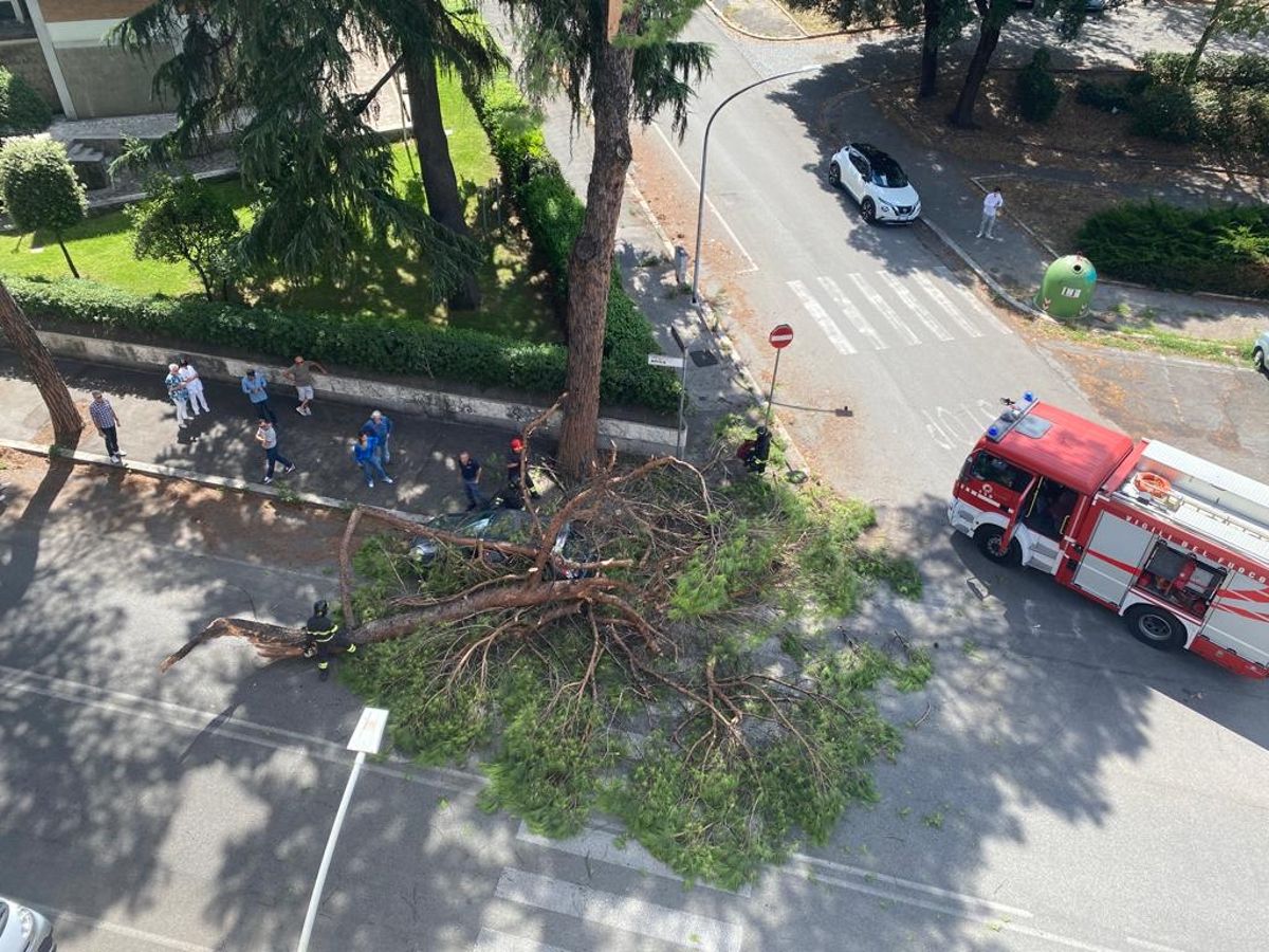 Albero crollato su un'auto in Viale Africa