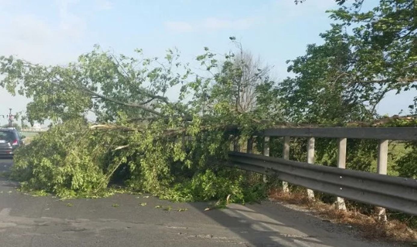 albero caduto sulla pontina oggi in direzione terracina