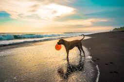 In spiaggia con i cani