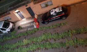Carabinieri scoprono piantagione di marijuana