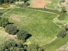 Terreno usato per coltivare le 9mila piante di canapa