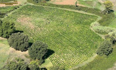 Terreno usato per coltivare le 9mila piante di canapa