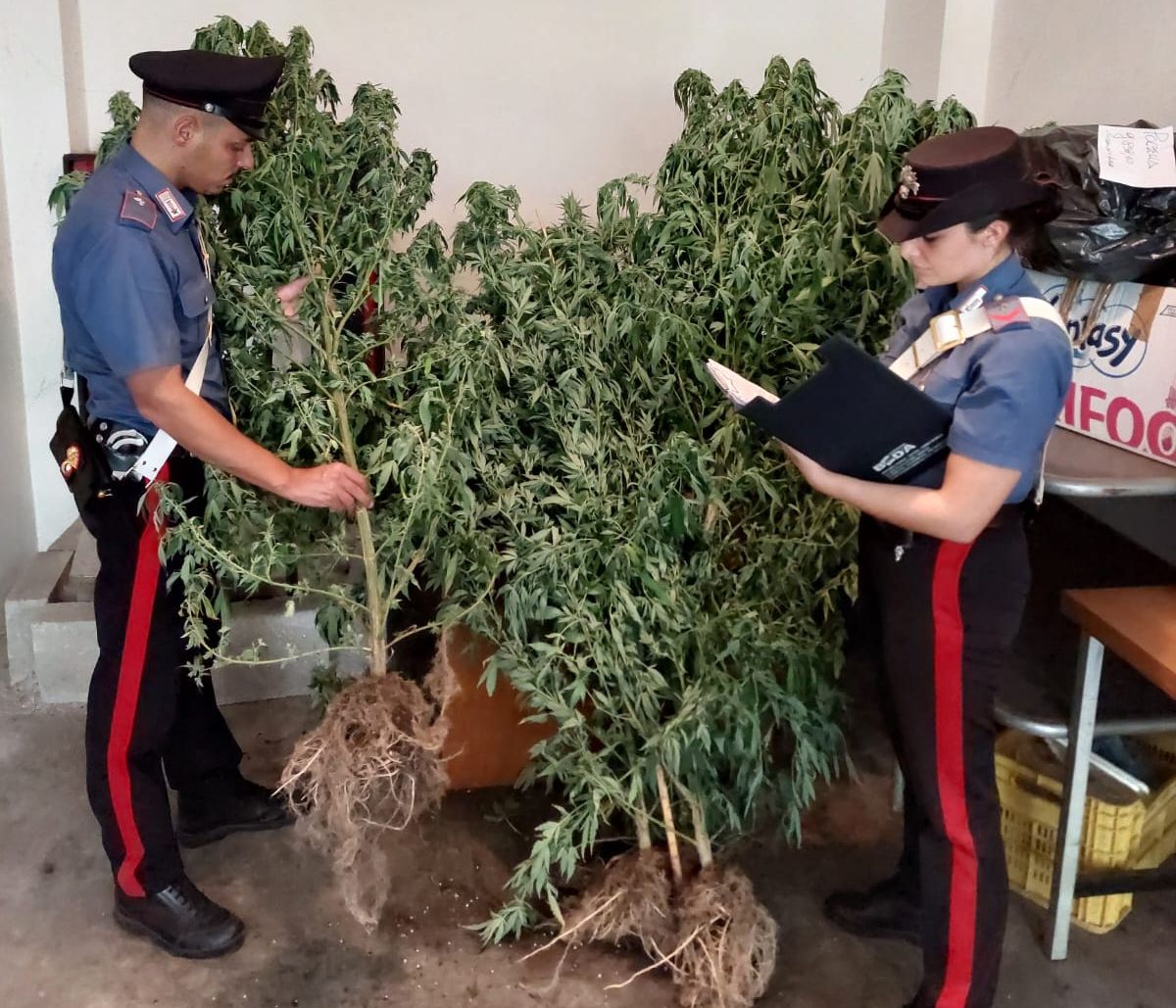 Piante di cannabis scoperte dai Carabinieri di Aprilia