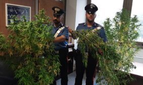 I Carabinieri sequestrano piante cannabis al Quarticciolo