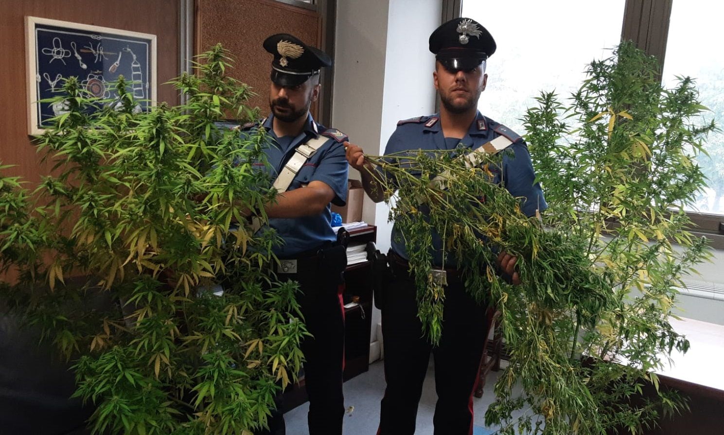 I Carabinieri sequestrano piante cannabis al Quarticciolo