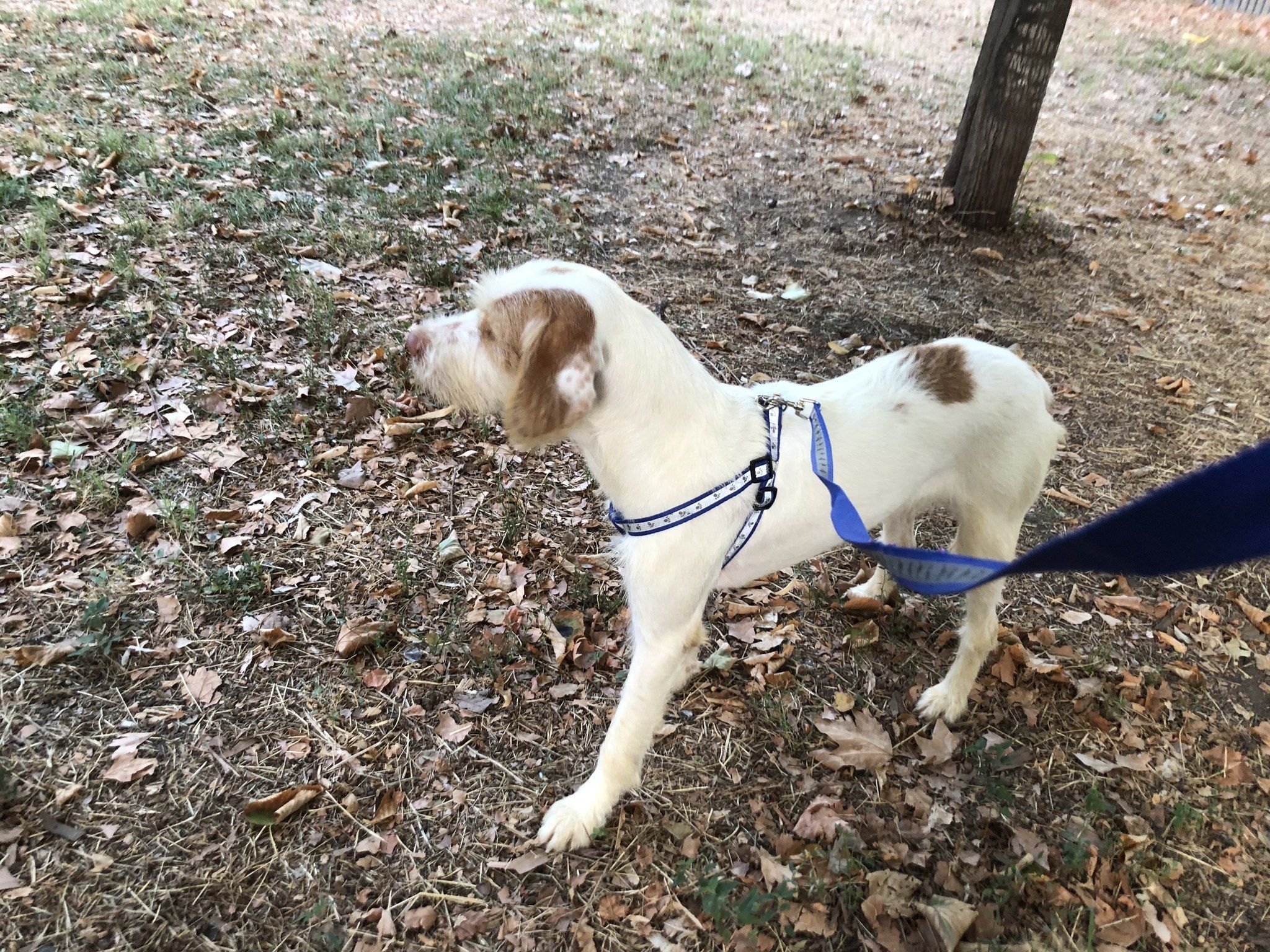 Argilla, il cane di Rosella Sensi