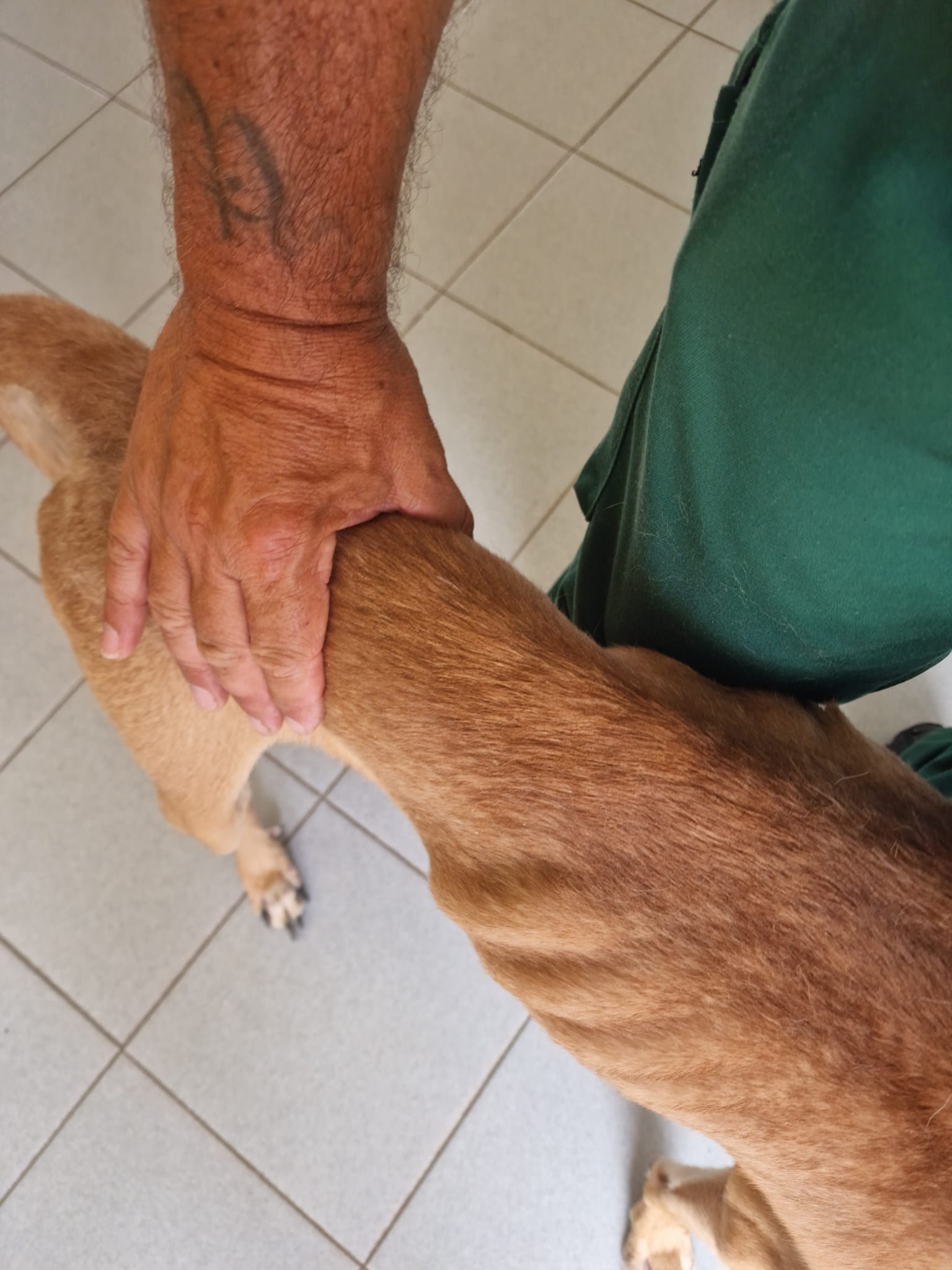 cane denutrito abbandonato sul balcone