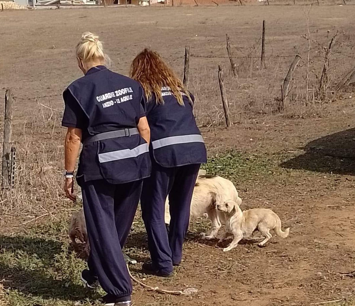 cani salvati a Nettuno