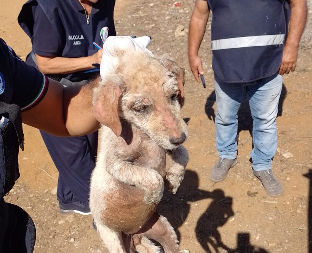 cani salvati a Nettuno