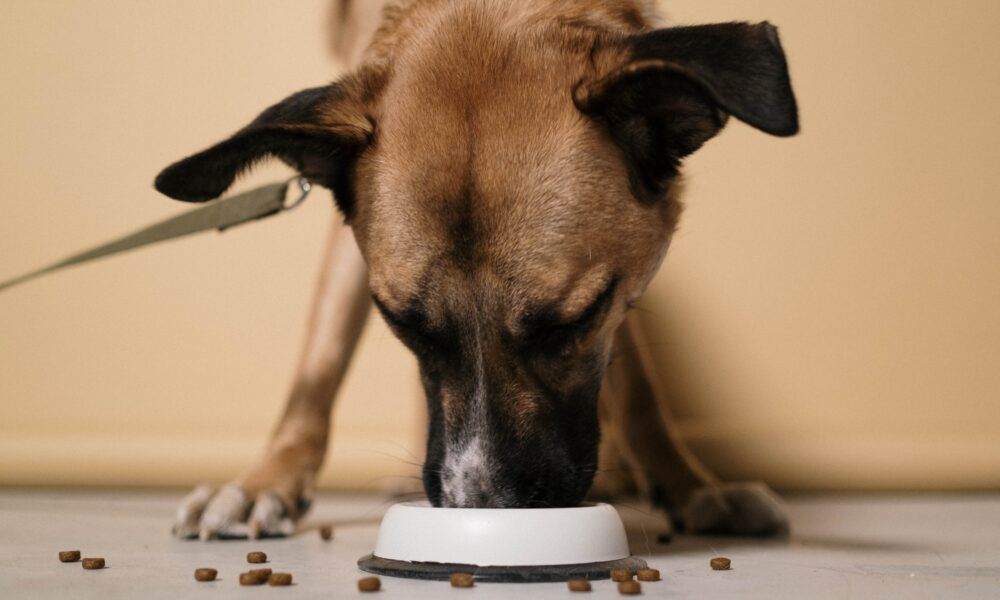Cibo e longevità, tutti i segreti sull’alimentazione dei cani Cibo e longevità, tutti i segreti sull’alimentazione dei cani