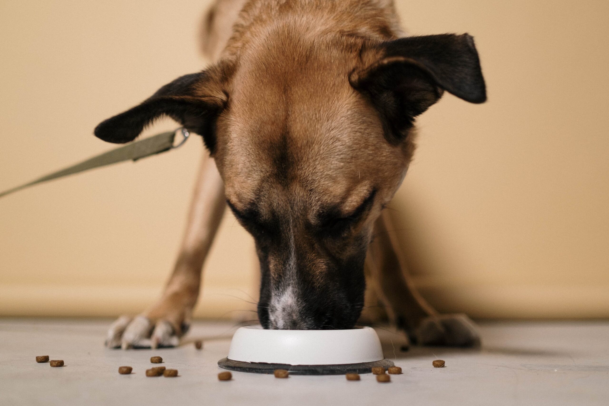 alimentazione cani