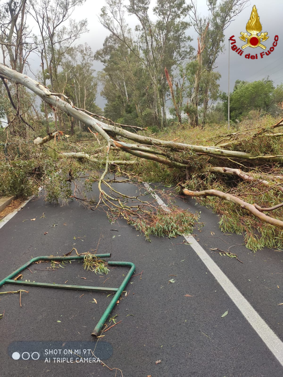 Civitavecchia: albero caduto a seguito del tornado