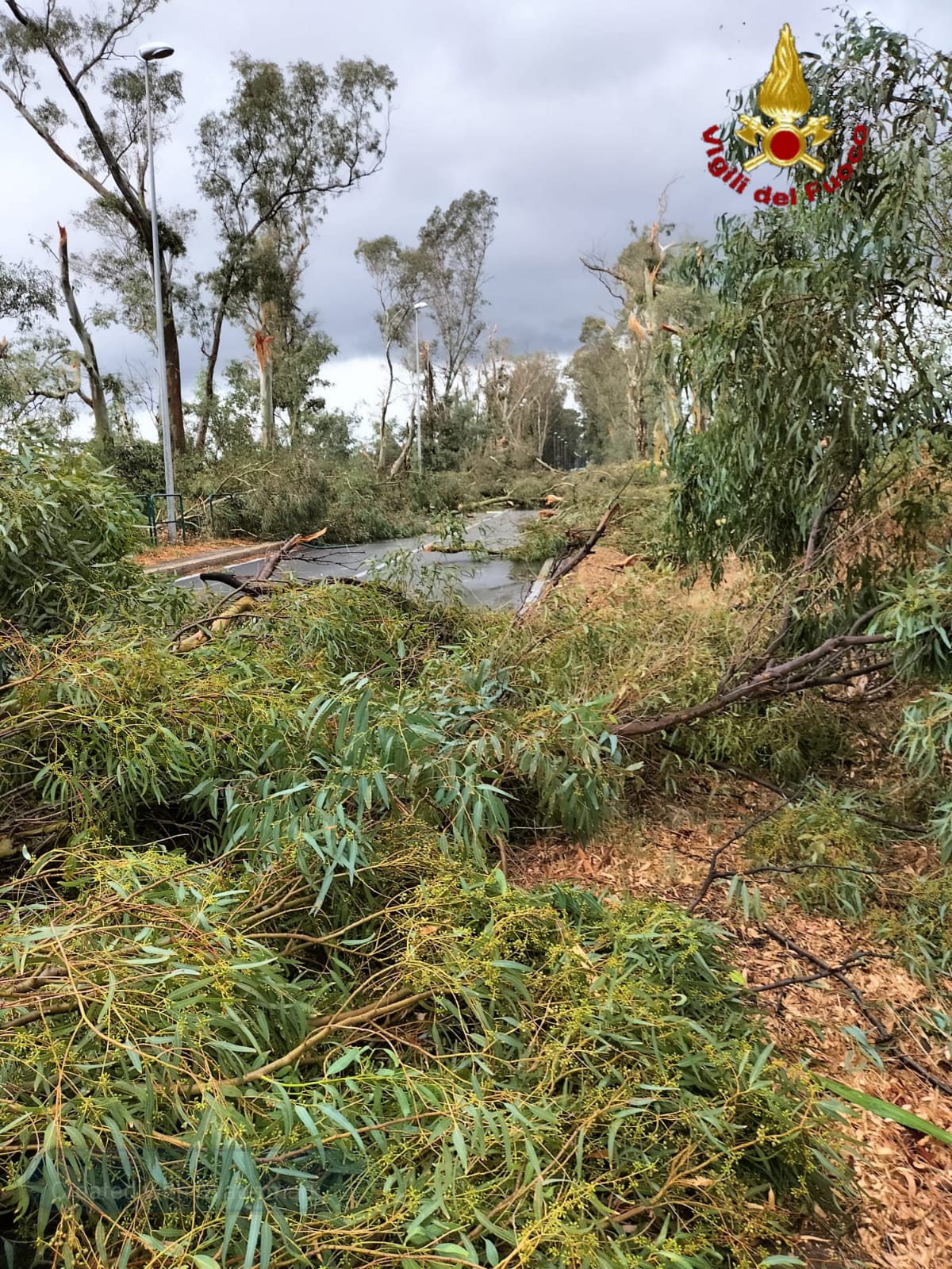 vegetazione distrutta dal tornado a Civitavecchia
