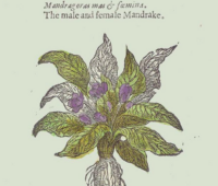 Mandragora