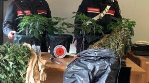 Sequestro di Marijuana a Ponte Galeria