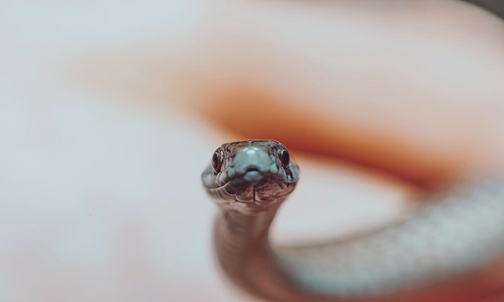 albano le cade un serpente in testa