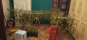 Nasconde marijuana in casa e in giardino: arrestato 35enne