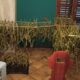 Nasconde marijuana in casa e in giardino: arrestato 35enne